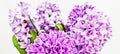 Hyacinth (Latin: Hyacinthus) is a genus of plants in the familyÃÂ Asparagus (Asparagaceae).ÃÂ  Royalty Free Stock Photo